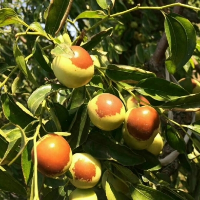 黃驊冬棗 冬季碩果，香甜滿園