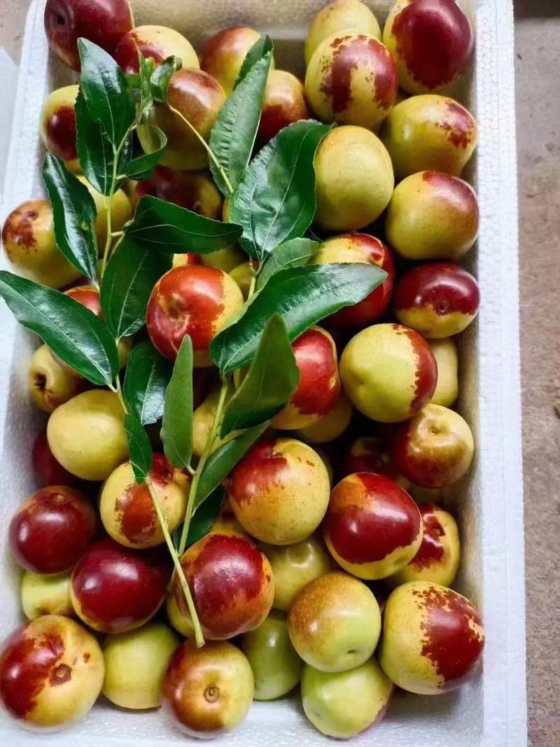 黃驊冬棗 自然饋贈，甜美健康，等您下單