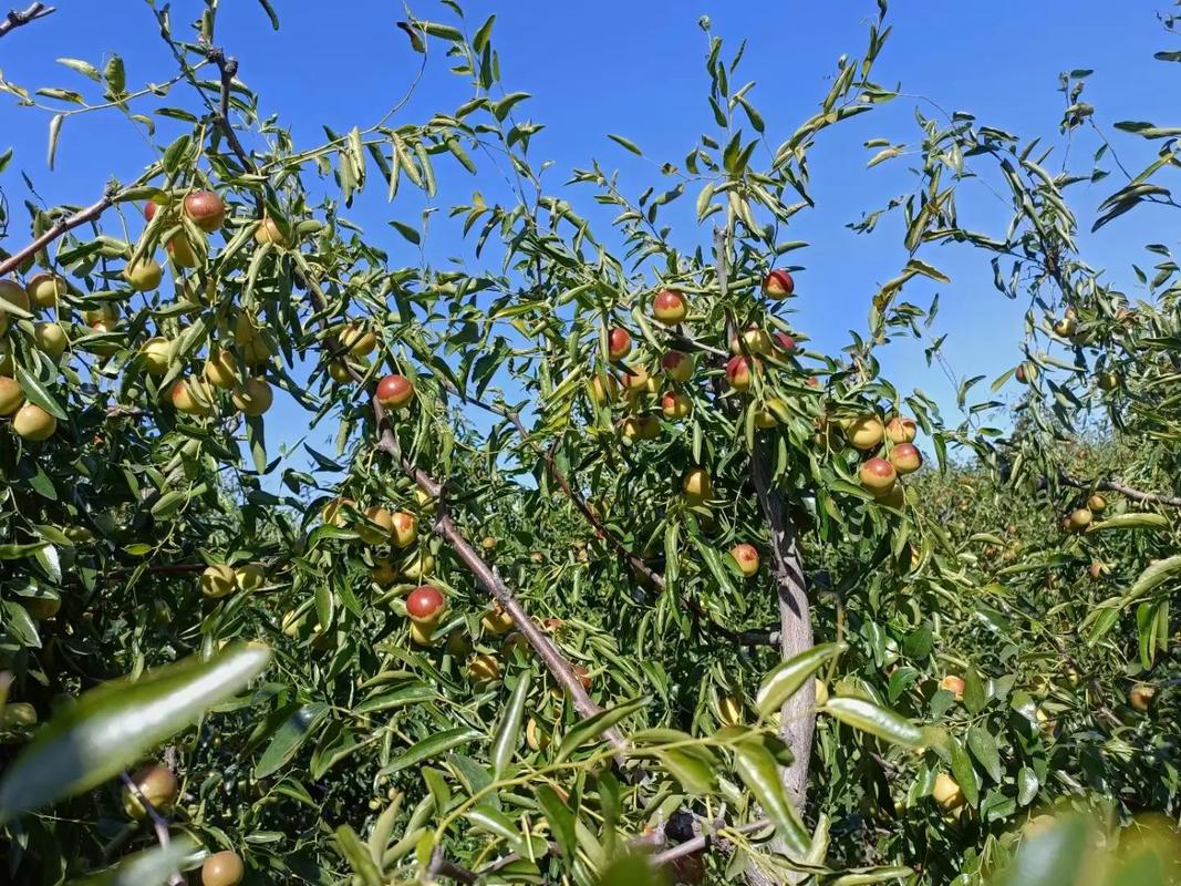 黃驊冬棗 脆甜多汁，現摘現發的新鮮美味