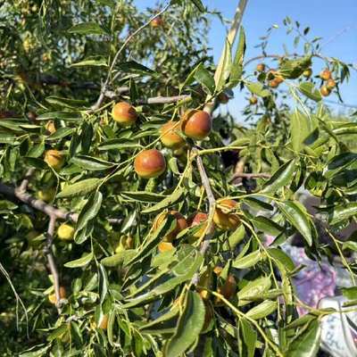 黃驊冬棗 個(gè)大皮薄，脆甜沁心的北方珍果